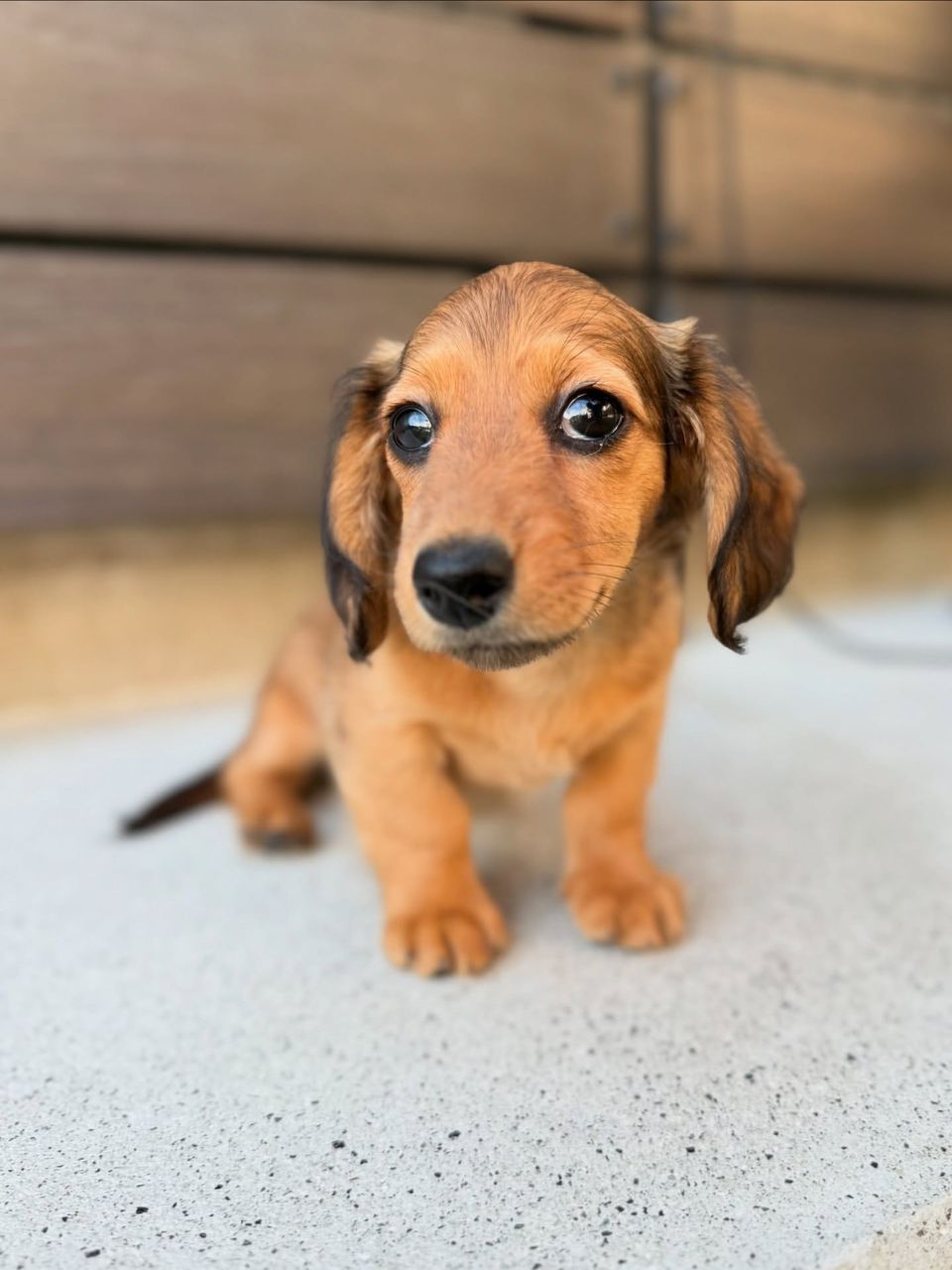 Lola